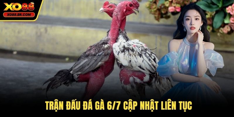 Trận đấu đá gà 6/7 cập nhật liên tục